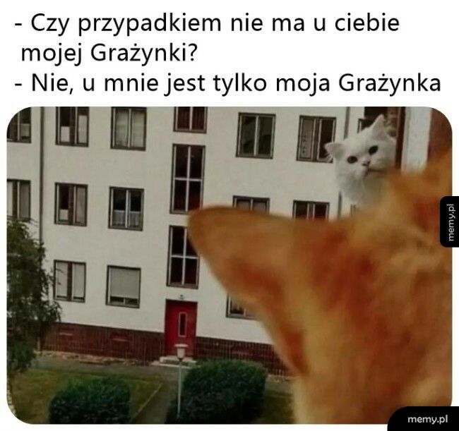 W poszukiwaniu Grażynki