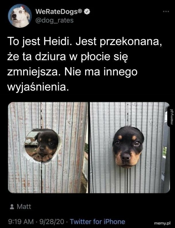 Dziura w płocie