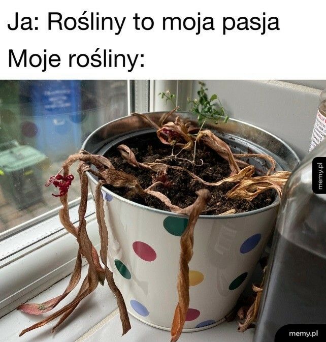 Roślinki