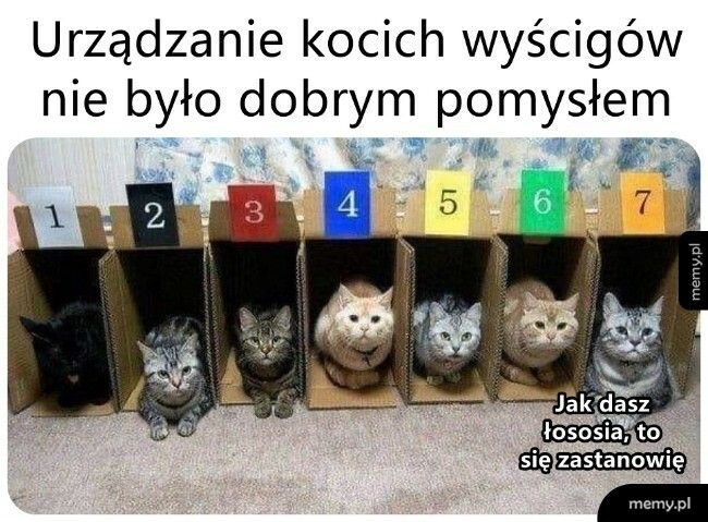 Kocie wyścigi