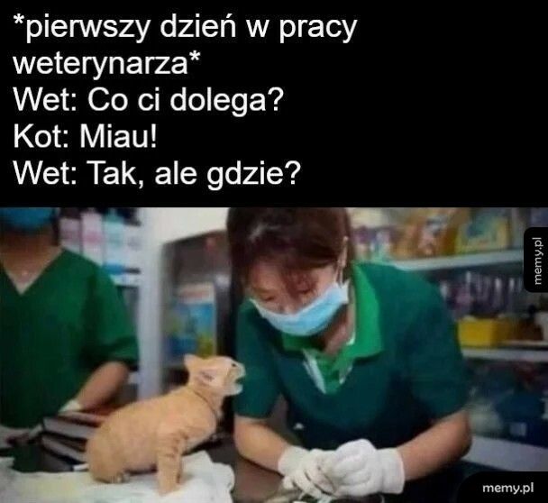 Praca weterynarza