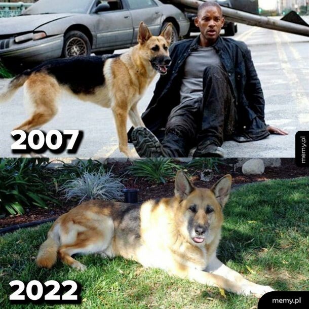 Abbey, pies znany z filmu  "Jestem Legendą" , kończy dzisiaj 16 lat