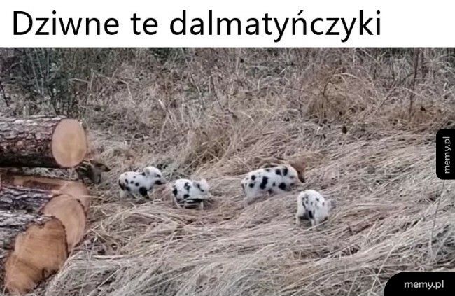 Dziwne dalmatyńczyki