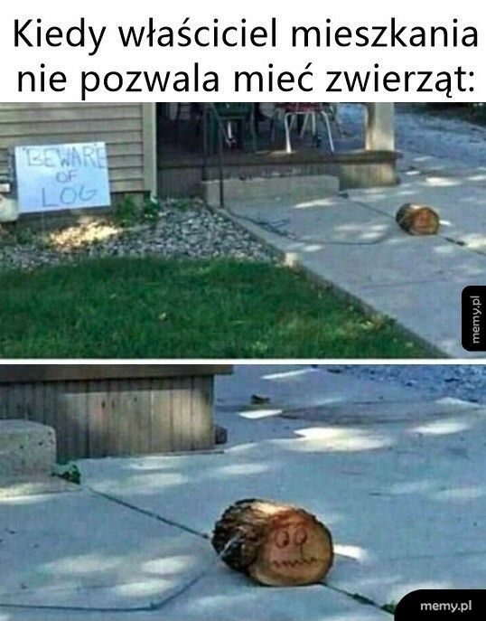 Zakaz zwierząt