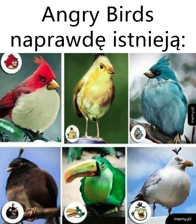 Angry Birds