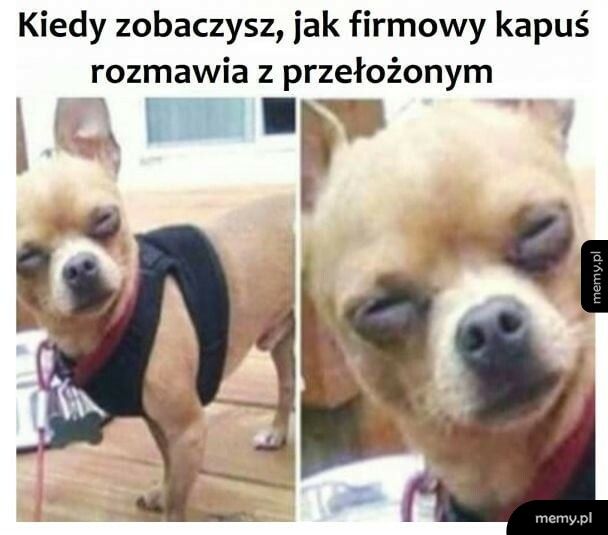 Firmowy kapuś