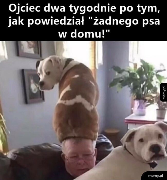 Żadnego psa w domu