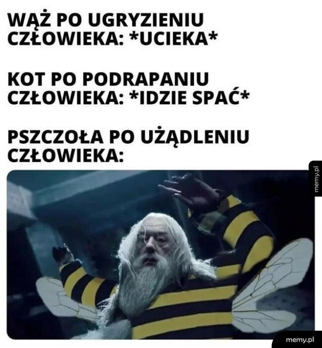 Pszczoła po użądleniu