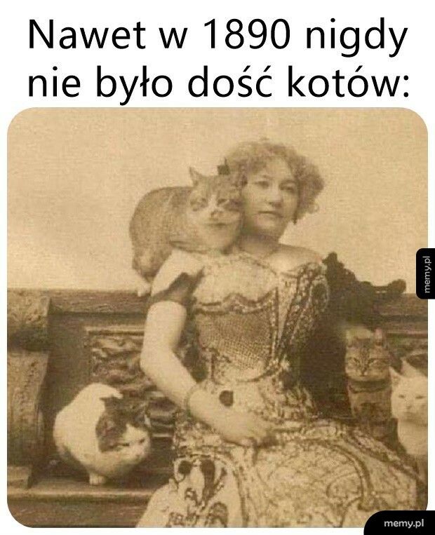 Kotków nigdy dość