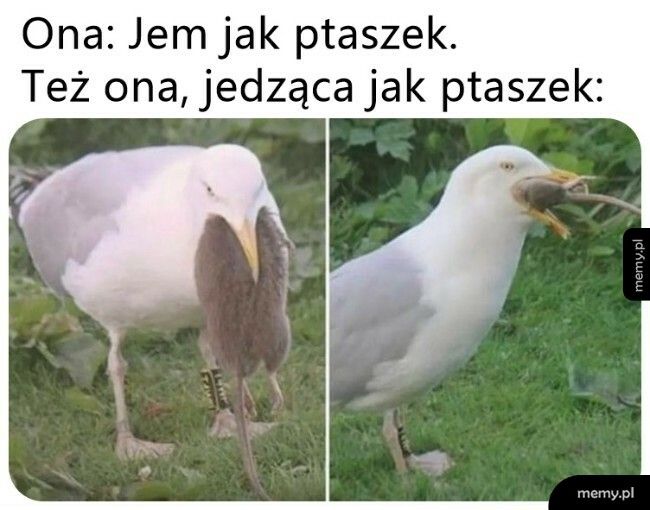 Jeść jak ptaszek