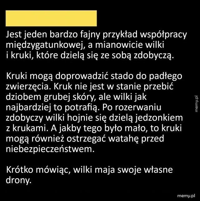 Wilki i wrony