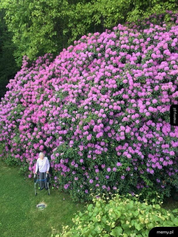 100-letni rododendron i pani, która go posadziła