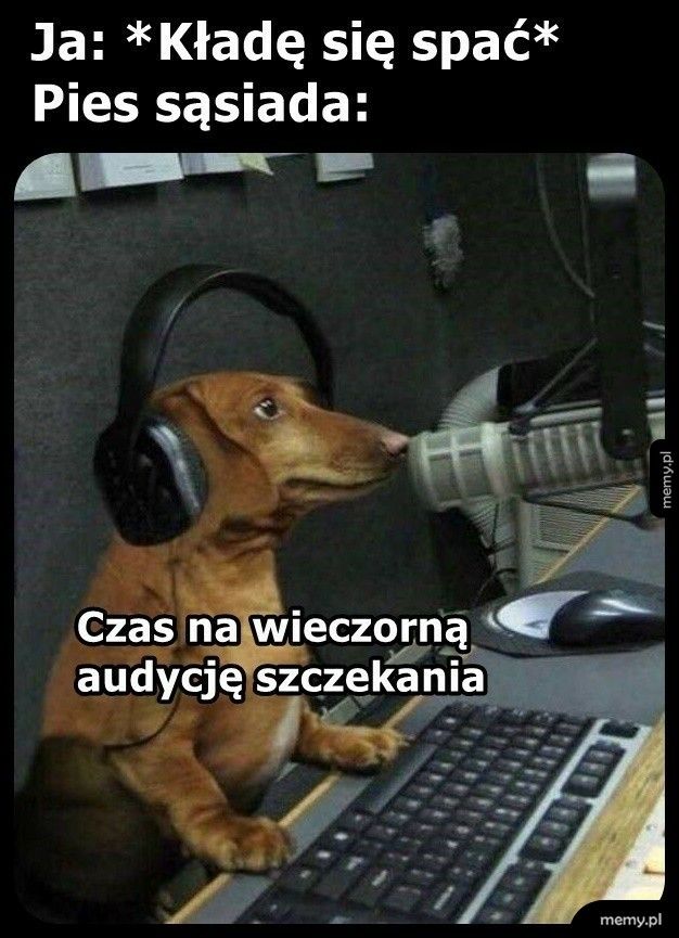 Pies sąsiada