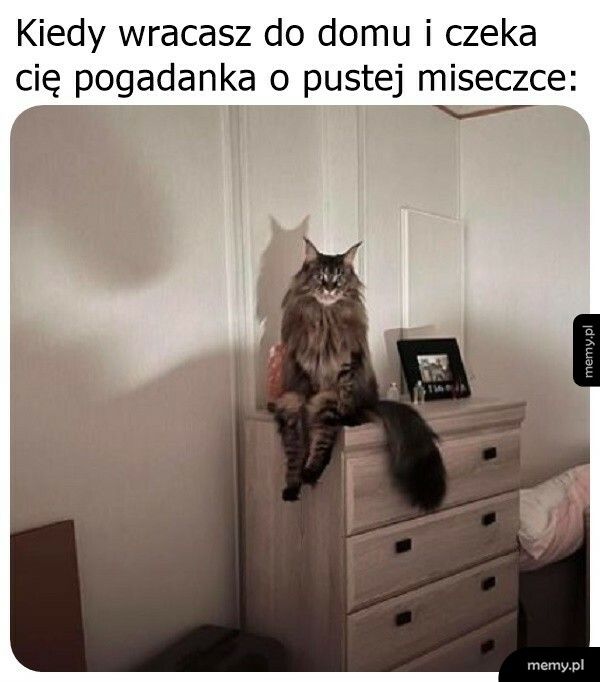 Pogadanka z kotem