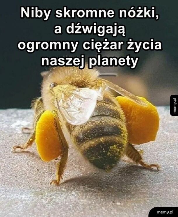 Dźwigają ciężar