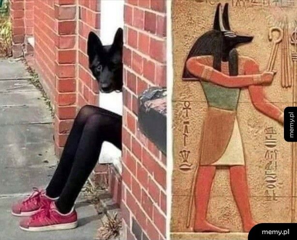 Niczym Anubis