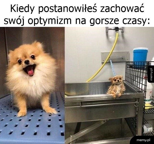 Optymizm