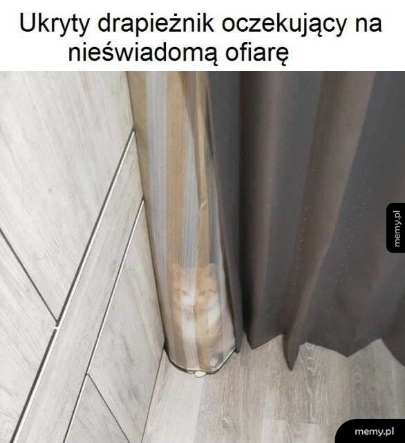 Ukryty drapieżnik