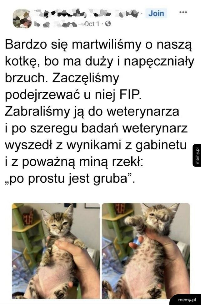 Duży brzuszek u kota