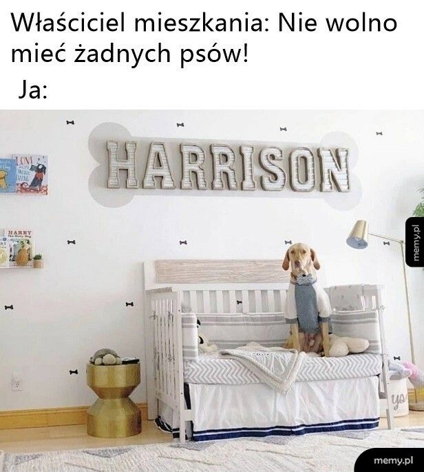 Żadnych psów w mieszkaniu