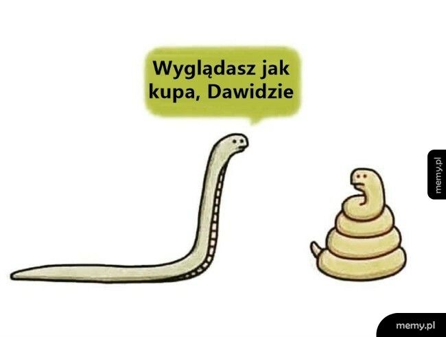 Wąż Dawid