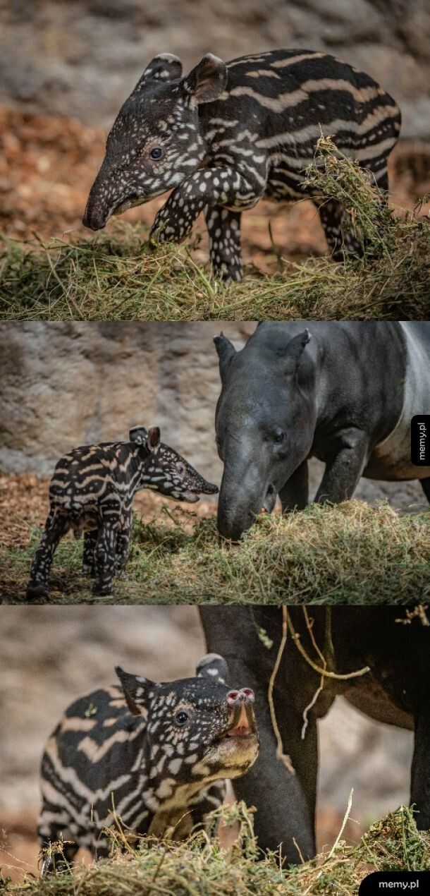 Mały tapir malajski