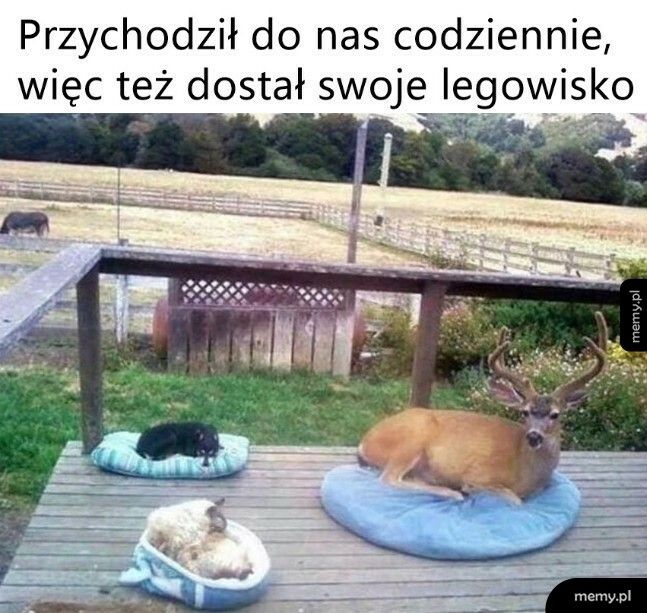 Nowy zwierzak