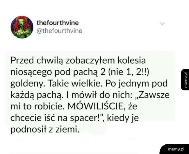 Spacer z psami