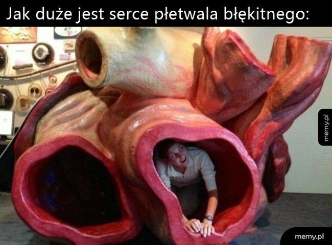 Serca płetwala błękitnego