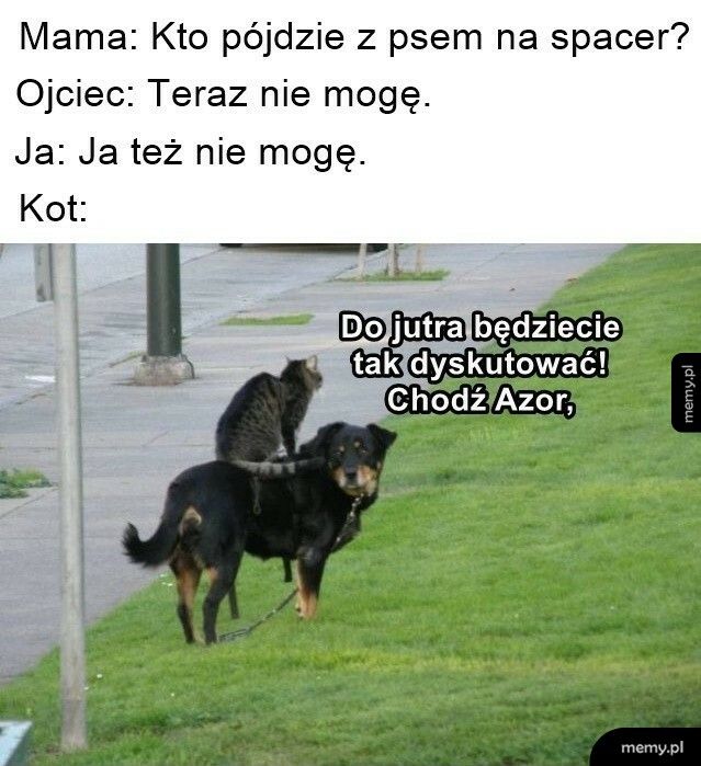 Kot się zlitował