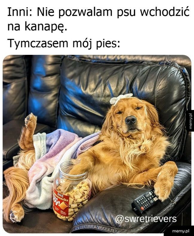 Coś ci jeszcze przynieść, piesku?