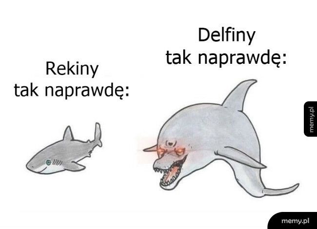 Rekiny i delfiny