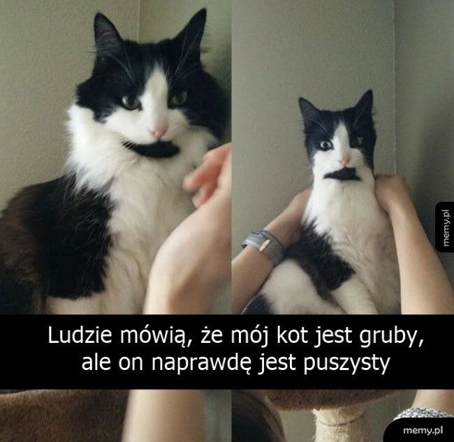 Puszysty kotek