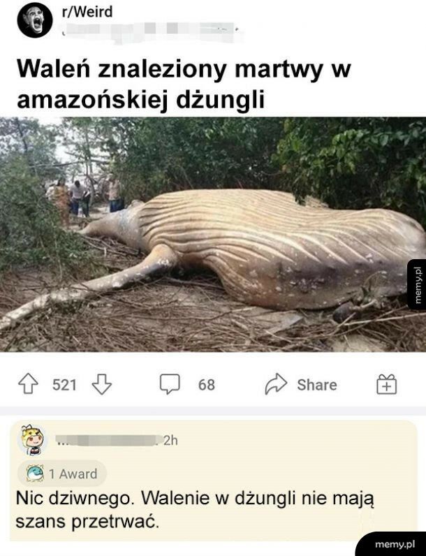 Martwy waleń w amazońskiej dżungli