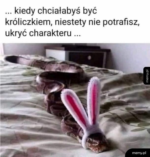 Jednak żmija