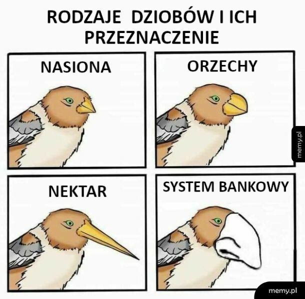 Rodzaje dziobów i ich przeznaczenie