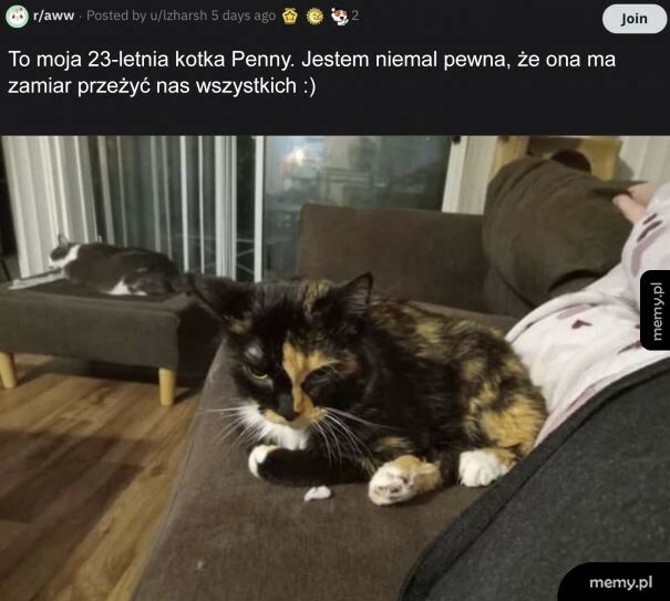 Piękny, koci wiek