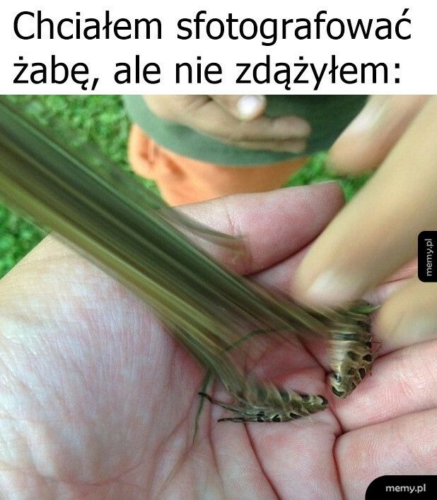 Zdjęcie żaby