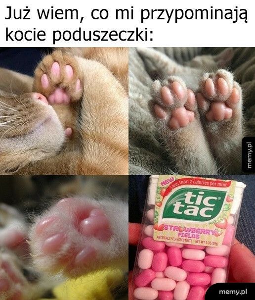 Kocie poduszczeki