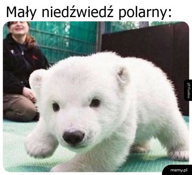 Mały niedźwiedź polarny