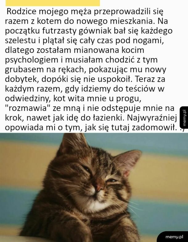 Kot teściów