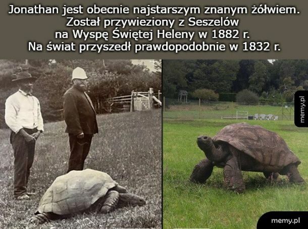 Dziś Światowy Dzień Żółwia