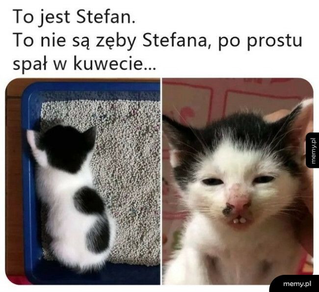 Kot Stefan