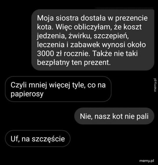 Kot w prezencie