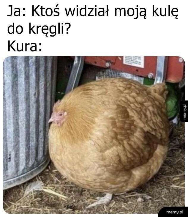 Kura chyba widziała