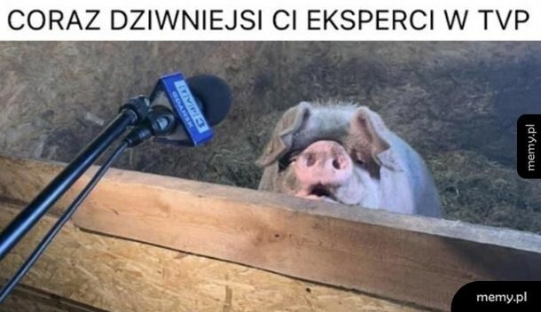 Dziwny ekspert