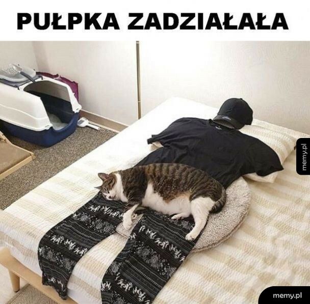 Pułapka na kota