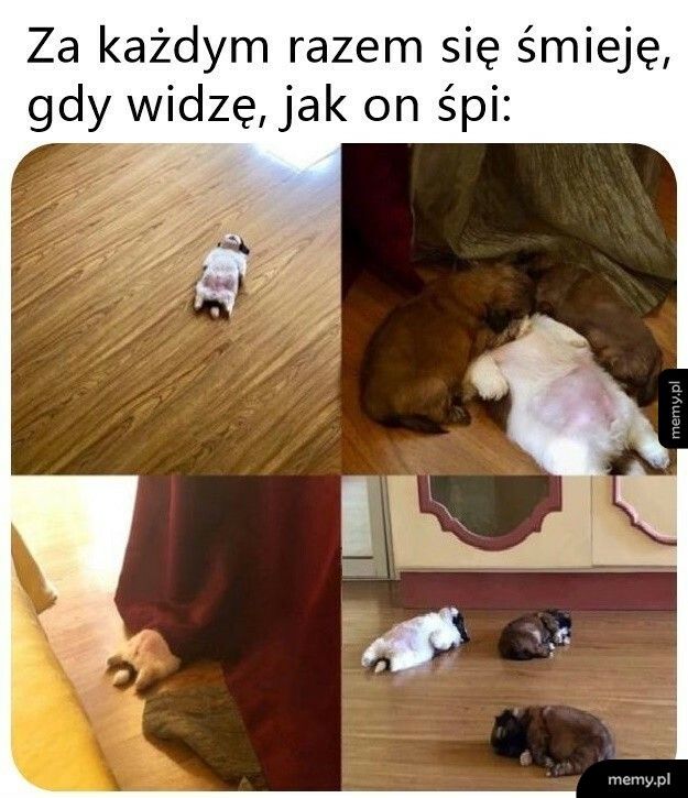 Śpiący piesek