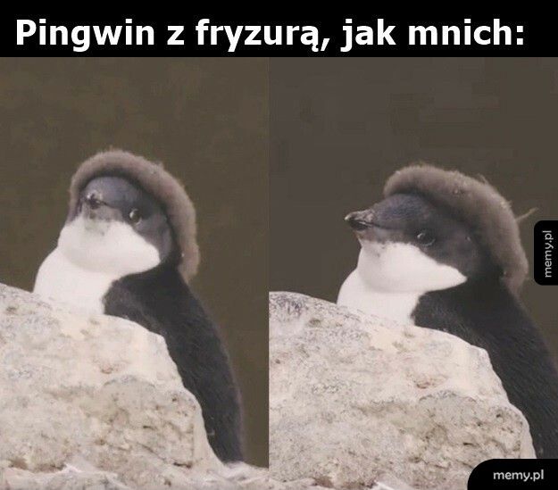 Fryzura na mnicha