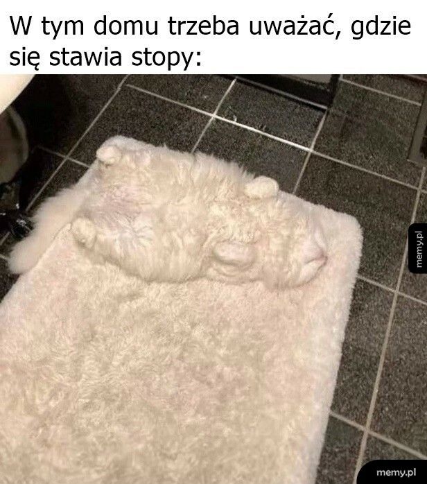 Kotek wtopił się w otoczenie